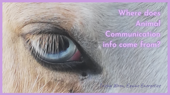 Where Animal Communication info comes from