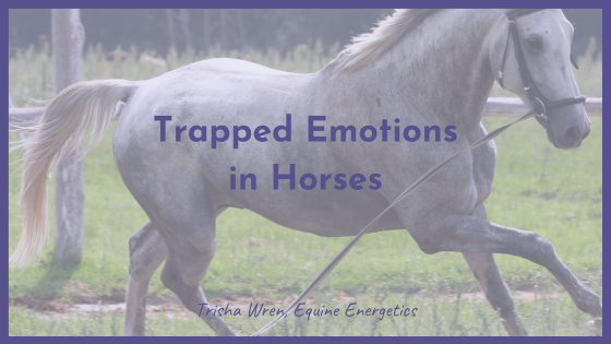 trapped emotions in horses