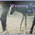 weaning trauma in horses