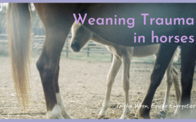 Weaning Trauma in Horses