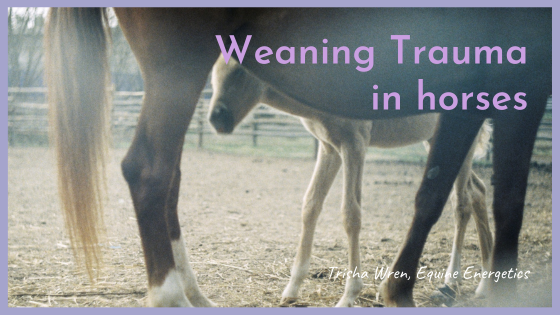 weaning trauma in horses