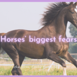 horses biggest fears
