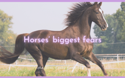 Horses biggest fears