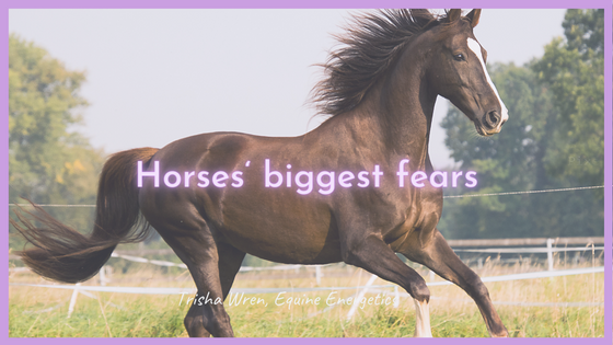 horses biggest fears